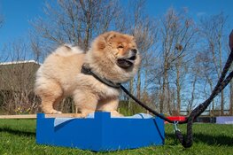 Bezoek de Kynologen Club West-Friesland op Dag van de Hond