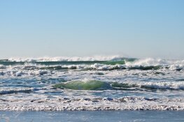 Actie Beach Cleanup Bergen en Castricum