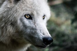 Vernieuwde tentoonstelling over de wolf verhuist naar De Hoep
