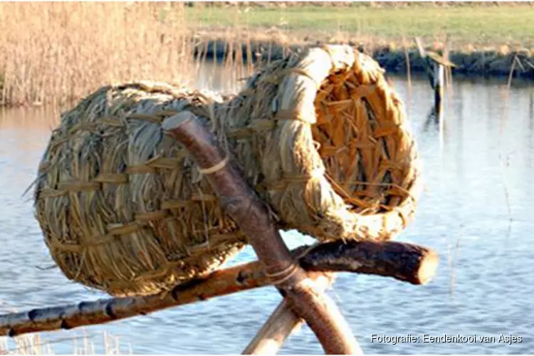 Eendenkooi van Asjes